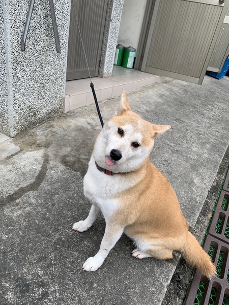 柴犬照片1