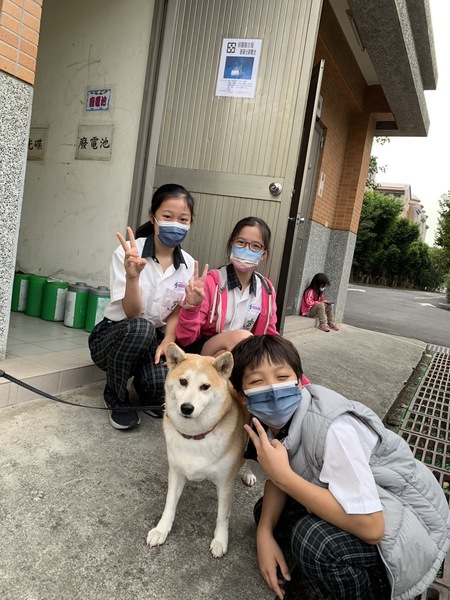 柴犬照片2