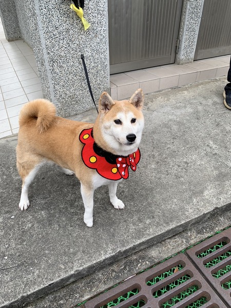柴犬照片3