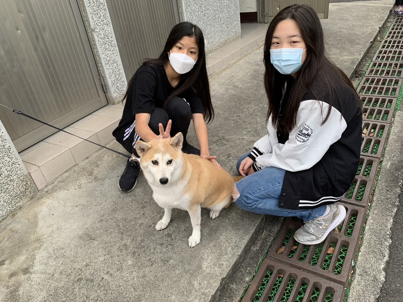 柴犬照片5